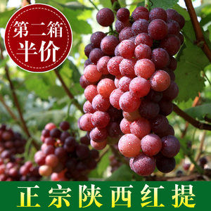 美国金手指提子2斤无籽棉花糖黑加仑蓝宝石黑