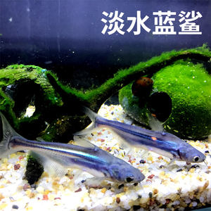 淡水 span class=h>鯊魚 /span>藍鯊活體中大型熱帶觀賞魚斧頭鯊虎頭