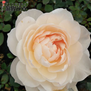 斯蒂芬男爵夫人 月季欧月大花盆栽玫瑰粉白色阳台庭院漩砚花卉园