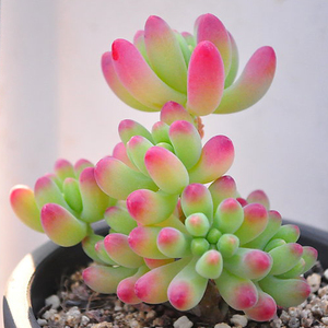 多肉植物果冻乙女心办公室防辐射净化空气萌肉肉花卉盆栽绿植园艺