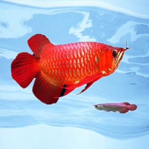 【血红龙鱼图片】血红龙鱼图片大全