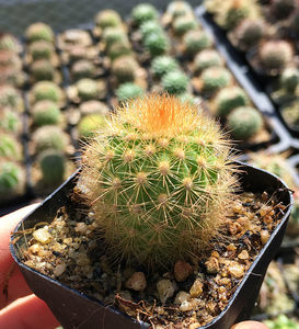 金煌柱仙人球金黄柱实生刺球仙人掌防辐射花卉绿植多肉植物小盆栽