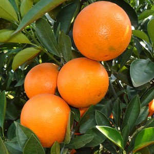 自家种植 包邮 麻阳冰糖 span class=h>橙 /span>  span class=h>中国