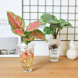 北欧ins火烈鸟玻璃瓶水培植物室内水养四季常青净化空气绿植