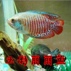 五彩麗麗 span class=h>魚 /span> 七彩血麗麗 懶人 span class=h>魚 