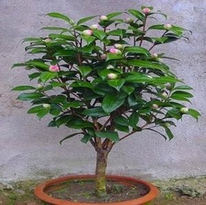 山茶花盆栽吉普赛女郎茶花嫁接茶花多色花卉室