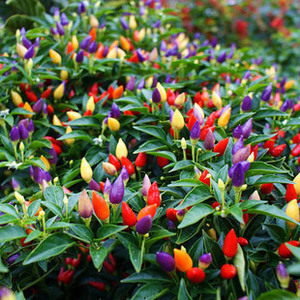 盆栽五色椒 朝天椒 五彩 span class=h>辣椒 /span>苗  span class=h>