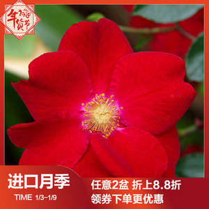 红色天鹅绒地毯绝代佳人 虹越月季 10l span class=h>盆栽 /span>苗