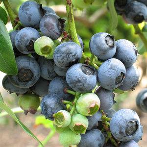 虹越蓝莓3年图片