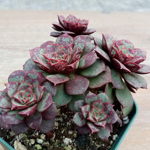 大颗老桩原始罗西玛多肉植物一物一拍圆叶罗西玛群生韩国进口多肉