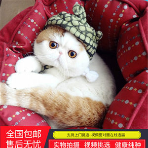猫咪活体布偶猫活体宠物活体猫米粒布偶猫纯种