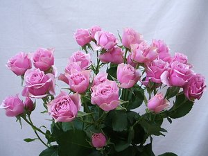 【天狼】仿古花束月季盆栽植物庭院花园地栽多季丰花盆栽玫瑰花卉