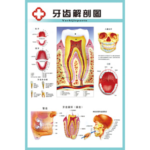 牙齒解剖結構圖疾病構造成人牙列知識口腔保健醫院裝飾畫海報貼畫