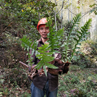 大山野生新鲜骨碎补毛姜爬岩姜石岩姜猴姜树申姜防脱生发秃顶包邮