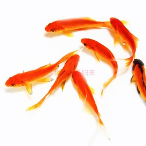 活體 span class=h>錦鯉 /span>冷水好養金魚小紅草魚紅鯽魚紅鯉魚龍