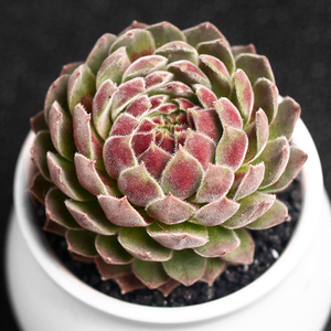 芙蓉卷娟 span class=h>长生 /span>草多肉植物超萌肉肉组合盆栽绿植