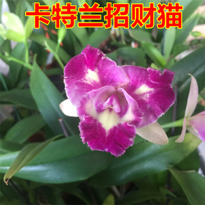  span class=h>卡特兰 /span>招财猫  span class=h>兰花 /span> 原生