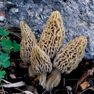 农家土特产新鲜羊肚菌干货野生食用菌香菇类羊肚蘑草立竹50g新品