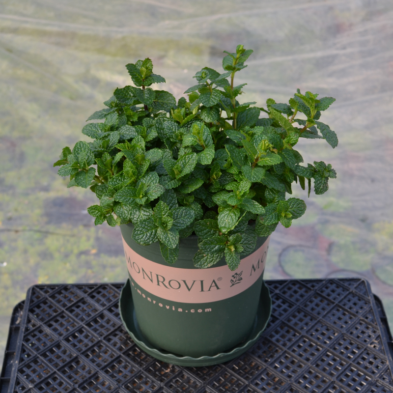 薄荷盆栽大盆 可食用薄荷盆栽 办公室香草驱蚊植物 柠檬薄荷苗