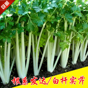 【芹菜種子農家價格】最新芹菜種子農家價格/批發報價 - q友網