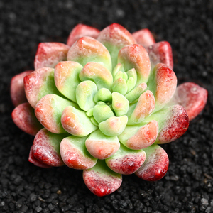 香奈儿多肉植物云南稀有贵货组合盆栽绿植花卉园艺点翠苑肉肉多肉