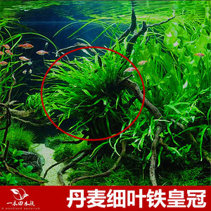 class=h>細葉鐵 /span>皇冠水草懶人喜陰一木田水族箱魚缸沉木造景