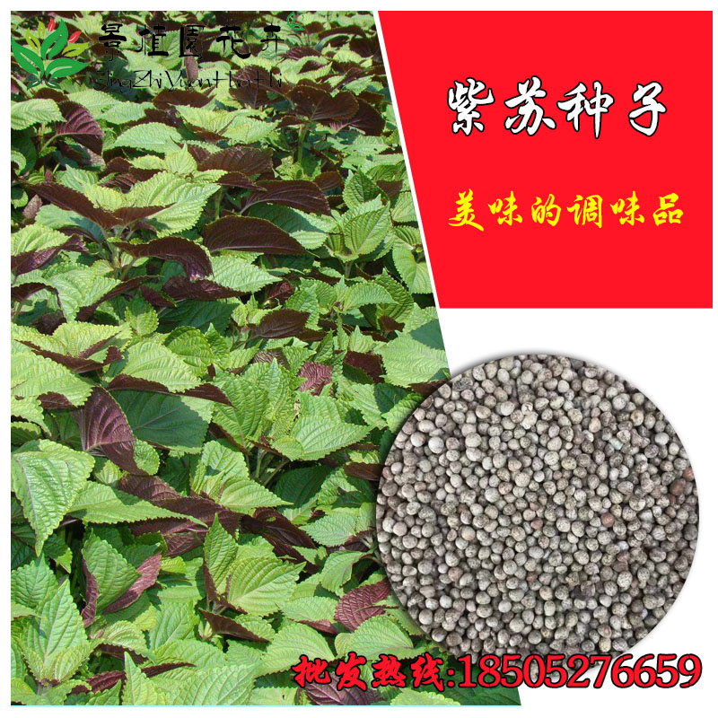 散装紫苏种子食用红紫苏叶油苏双面紫苏种子阳台盆栽单面紫苏包邮