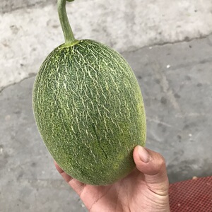 青蜜瓜 span class=h>哈密瓜 /span>东方蜜网纹青种3-4只6.