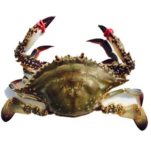 鲜活梭子蟹母螃蟹 大连飞蟹 满黄满肉海螃蟹海鲜 6两/只按只卖