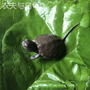 2018欧泽龟苗活体乌龟深水龟欧洲泽龟观赏鬼宠物龟招财龟头苗全品