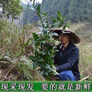 海薇草珊瑚卓效防蛀臻白護齦牙膏清火去黃去牙漬口氣清新美白牙刷