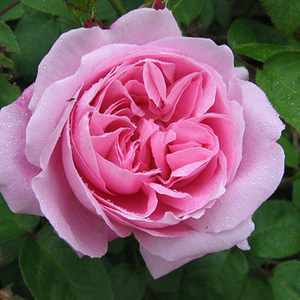 老园丁中苗 英国玛丽 奥斯汀粉色灌木玫瑰月季花苗 大花阳台盆栽