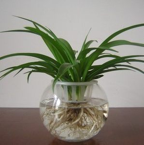 水培植物垂吊价格