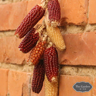 【观赏玉米8cm】天然观赏mini真玉米酒吧餐厅客栈摄影装饰花艺diy