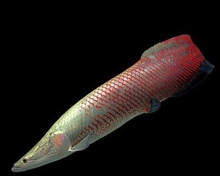 大型热带宠物淡水观赏鱼 凶猛红尾巨骨舌鱼雷龙海象活体