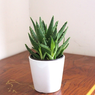芦荟盆栽美容懒人植物四季常青阳台办公室室内茶几卧室防辐射绿植