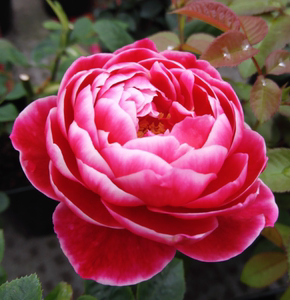 月季玛丽玫瑰图片