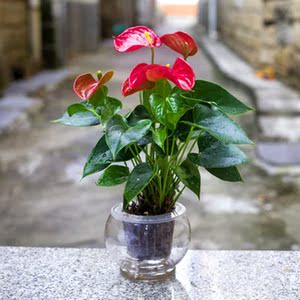 class=h>盆 /span>栽室内水养 span class=h>花卉 /span>观花植物观叶