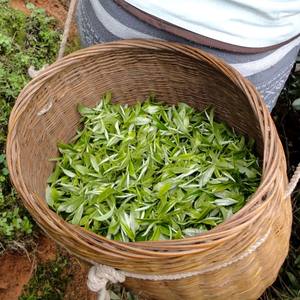 广西绿茶明前价格