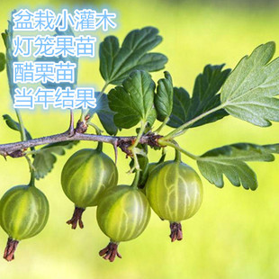果树苗 醋栗树苗红醋栗苗灯笼果苗 红灯笼果苗黑加仑树苗树葡萄苗