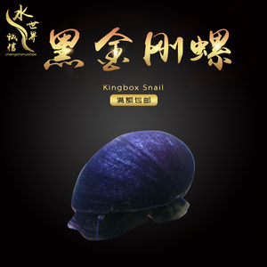 【草缸螺图片】草缸螺图片大全