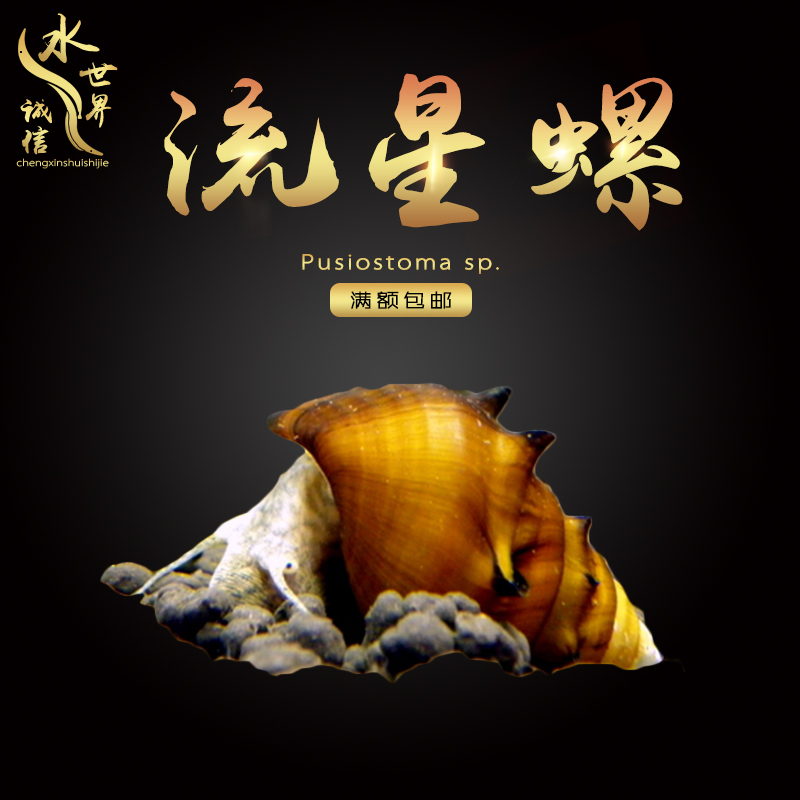 流星螺宝塔刺螺六角螺除黑毛藻可繁殖观赏螺宠物草缸鱼缸活体包损