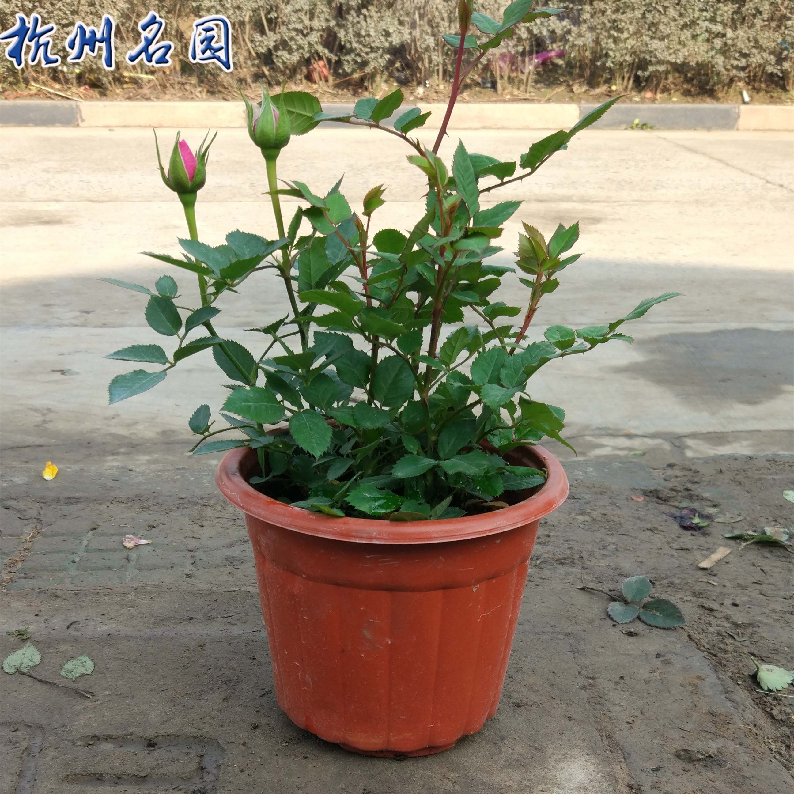 月季欧月盆栽玫瑰阳台庭院花苗绿植花卉花苗蔷薇苗蔷薇四季带花苞