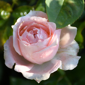 品牌名称: 维多利亚玫瑰花