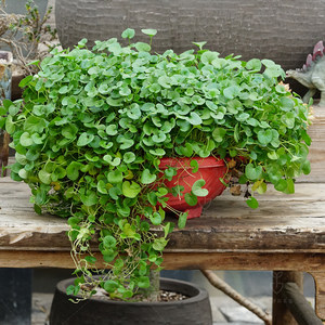 珧珧园艺 马蹄金  多年生垂吊观叶植物金钱草室内盆栽9cm盆苗