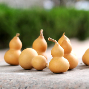 【美国手捻小葫芦图片】美国手捻小葫芦图片大全 - q友网