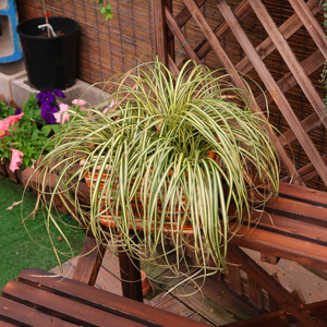 室外庭院花園植物 花鏡調色綠植花卉 耐寒耐凍