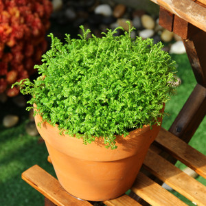 青龙草 span class=h>植物 /span> span class=h>盆栽 /span> 室内