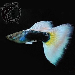y s j 象牙白礼服孔雀鱼 白礼服孔雀鱼精品草缸鱼 热带鱼观赏鱼