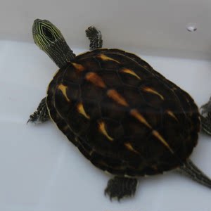 【观赏龟水龟图片】观赏龟水龟图片大全